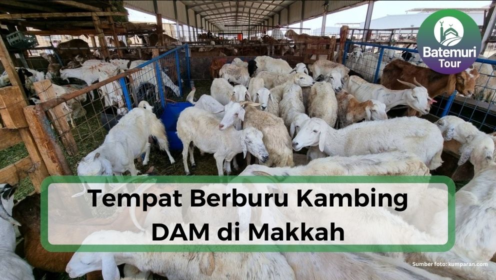  Berburu Kambing DAM di Pasar An'am Makkah